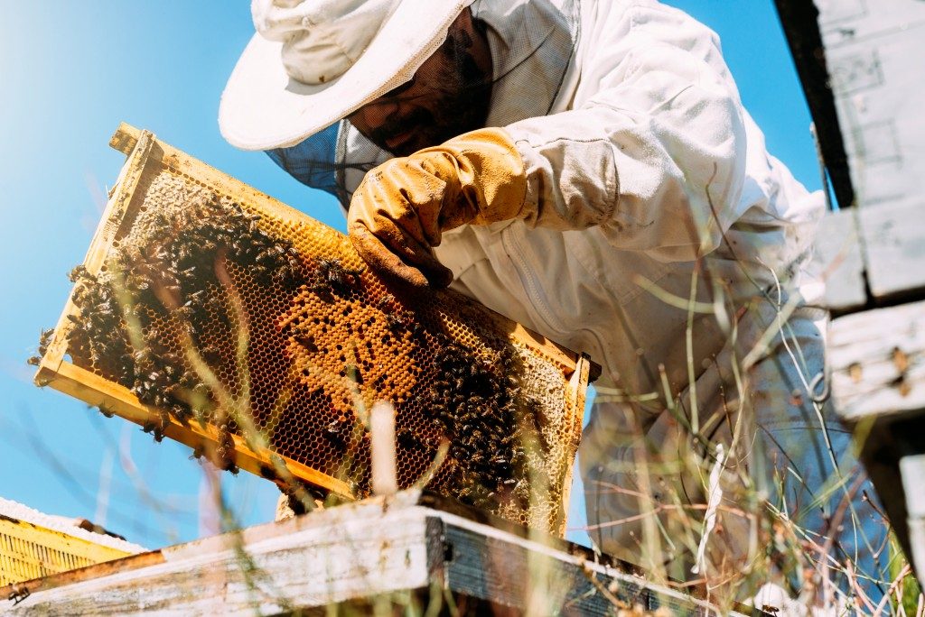 beekeeping