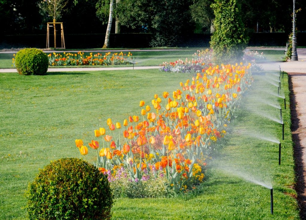 lawn with orange and yellow tulips being watered